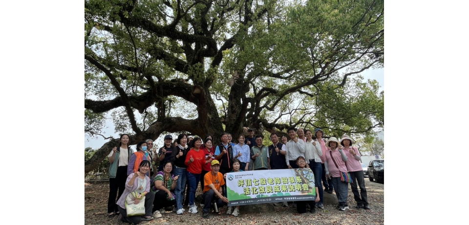 草屯七股神木擺脫病腐危機　林業保育署南投分署跨界合作救治成功(圖)