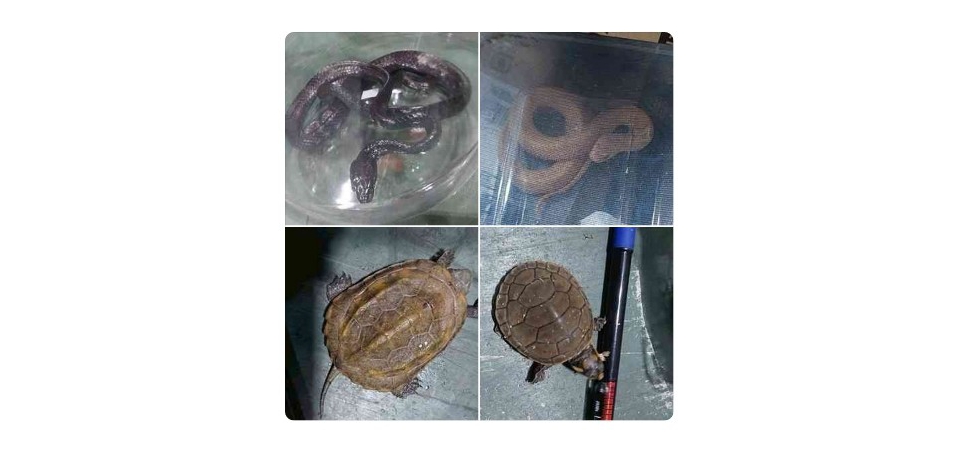 高雄關籲請民眾切勿網購活體動物，以免觸法受罰(圖)