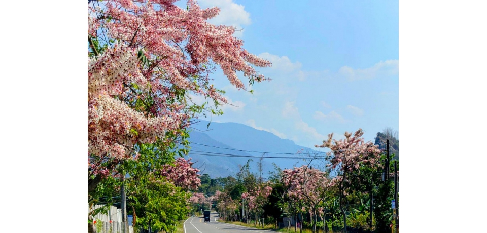 粉色花海綿延數公里　六龜台27甲線花旗木盛開(圖)
