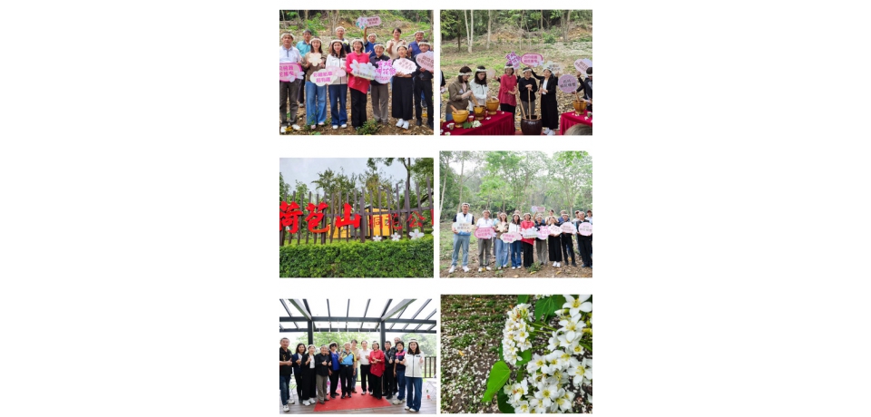 2026古坑桐花祭4月18日浪漫登場荷苞山白色花海結合咖啡香　打造春季山林文化盛會(圖)