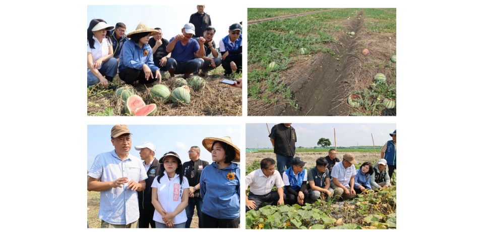 二崙西瓜4月初豪雨災損  雲縣府會勘建請中央救助(圖)
