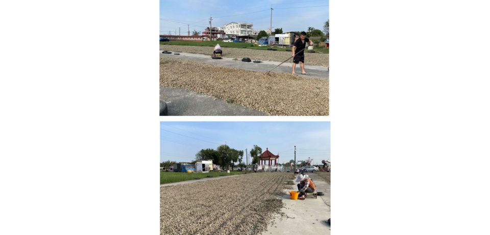 面對美國花生零關稅衝擊 張麗善：請中央妥善規劃因應方案保障農民收益(圖)