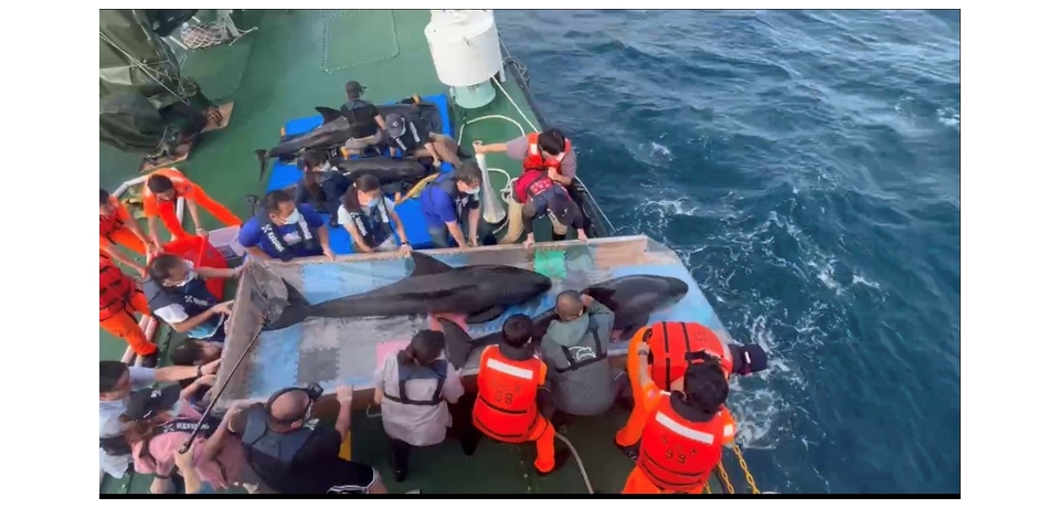 母親節前夕最動人的鯨豚救援 　八里擱淺4隻小虎鯨成功野放　懷孕個體平安回歸大海(圖)