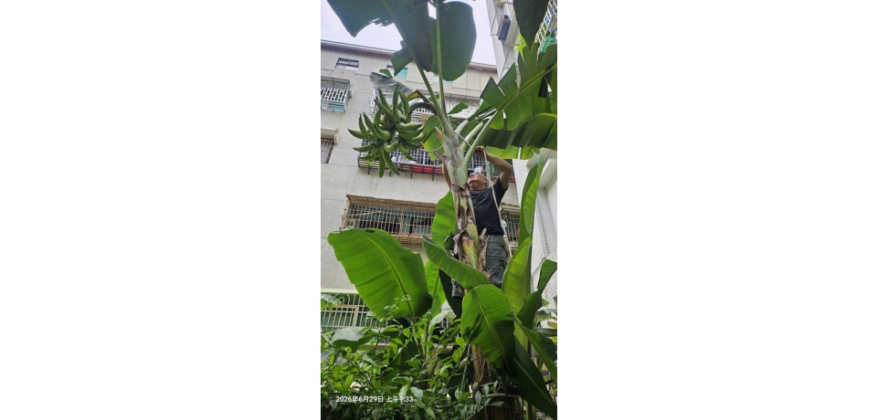 柴山老外歐瑪爾與牛角蕉共譜薩爾瓦多故鄉情(圖)