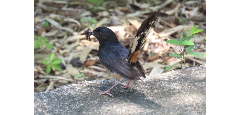 失寵的外來鳥「白腰鵲鴝」大量繁殖於超低海拔的林間(圖)